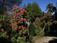 National Botanic Gardens - Kilmacurragh